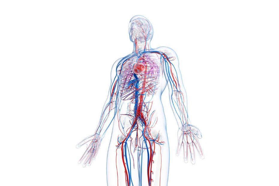 Vascular surgeons blog featured image