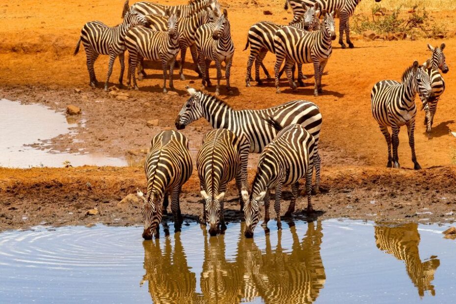 Zebras drinking water at watering hole