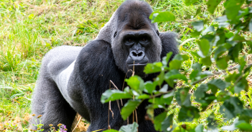 Experience the Beauty of Rwanda’s Wildlife and Nature