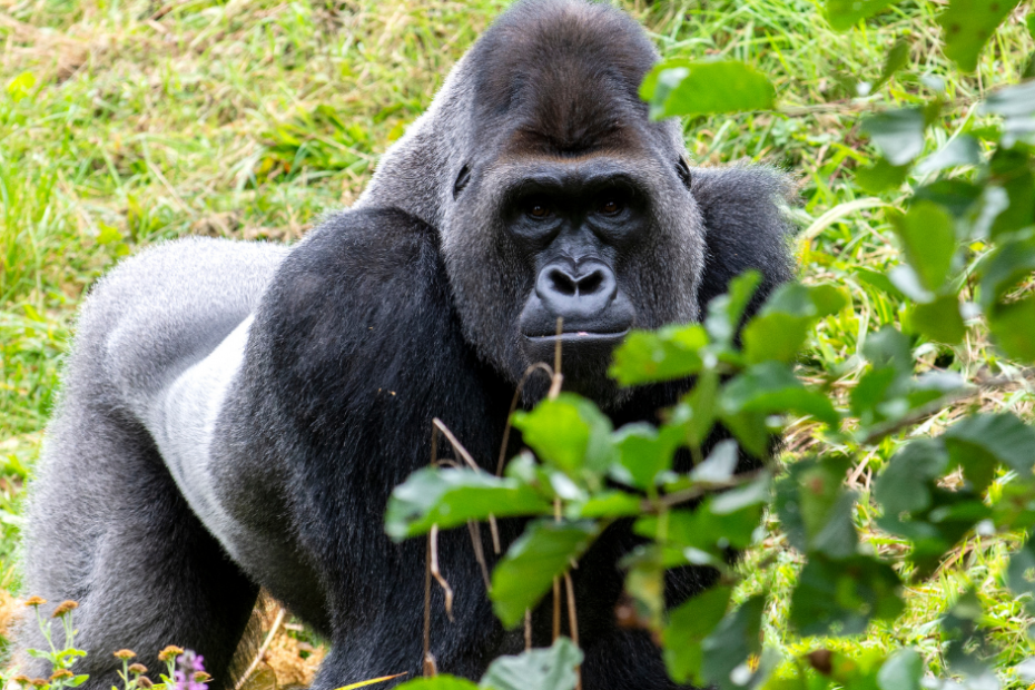 Experience the Beauty of Rwanda’s Wildlife and Nature