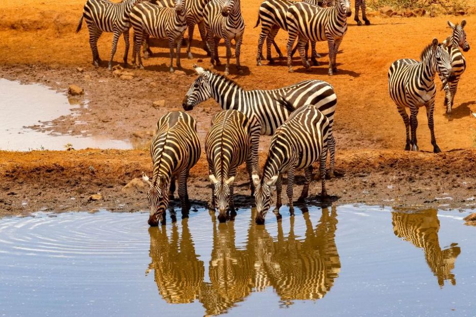 The Ultimate Guide to Kosher Safaris and Vacations in Africa