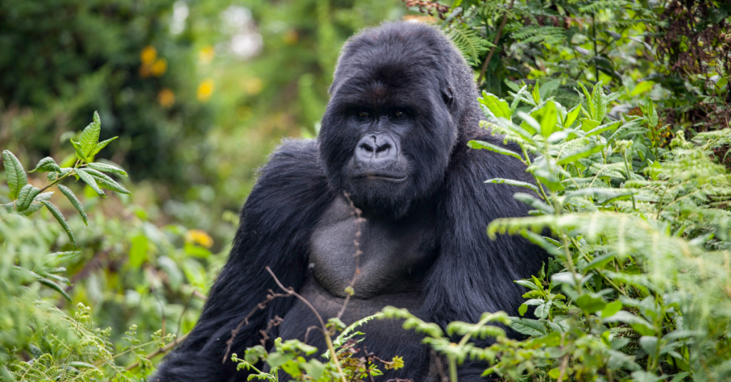 Experience the Best of Rwanda's Wildlife and Gorilla Trekking