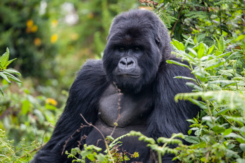 Experience the Best of Rwanda's Wildlife and Gorilla Trekking