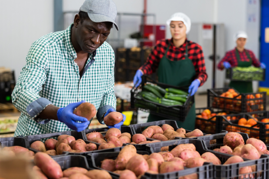 The Growing Food Industry in Johannesburg and Gauteng