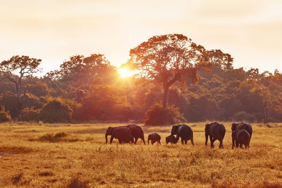 The Best Kosher Safari Experiences for Your Next Adventure