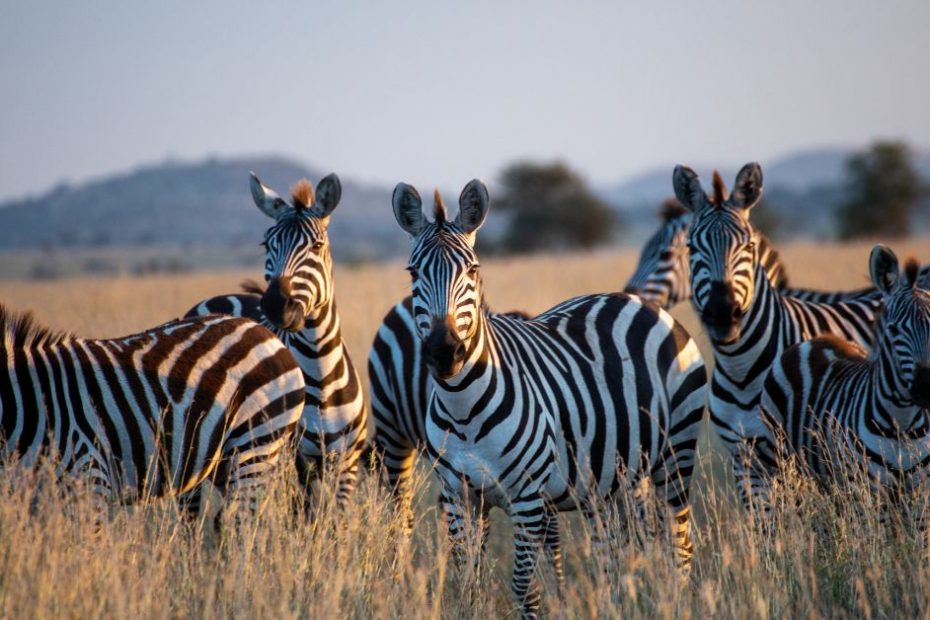 The Best Kosher Safari Vacations