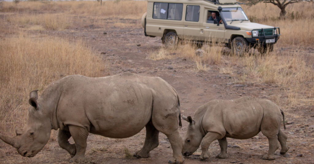 Experience a Kosher Safari in Africa Without Compromise