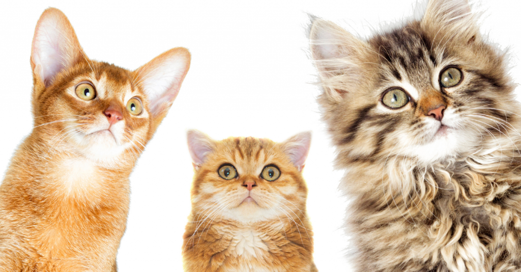 cat foods , cat foods specials