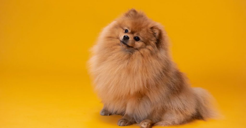 dog food, dog food specials
