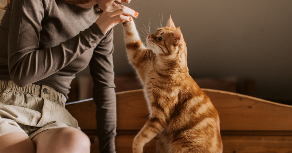 Simple Tips for Choosing Cat Food