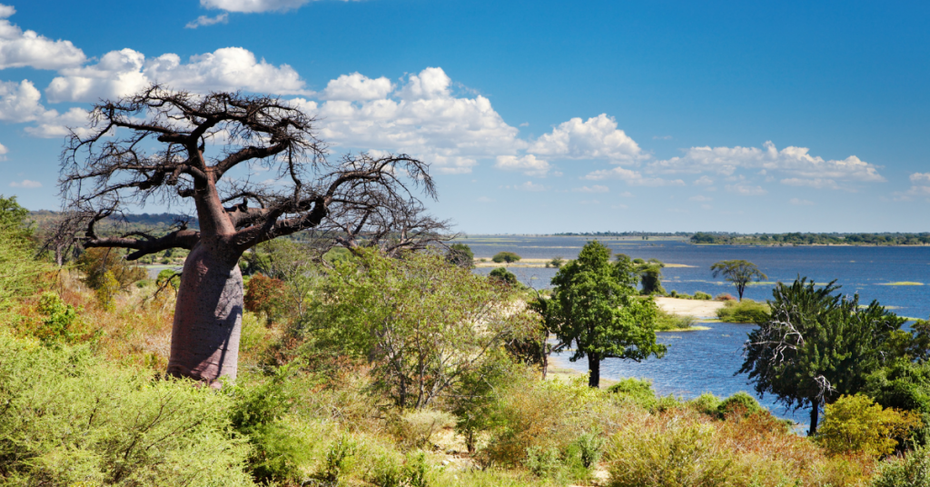 Experience a Botswana Safari