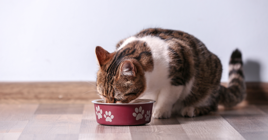 Feeding Cats the Right Way