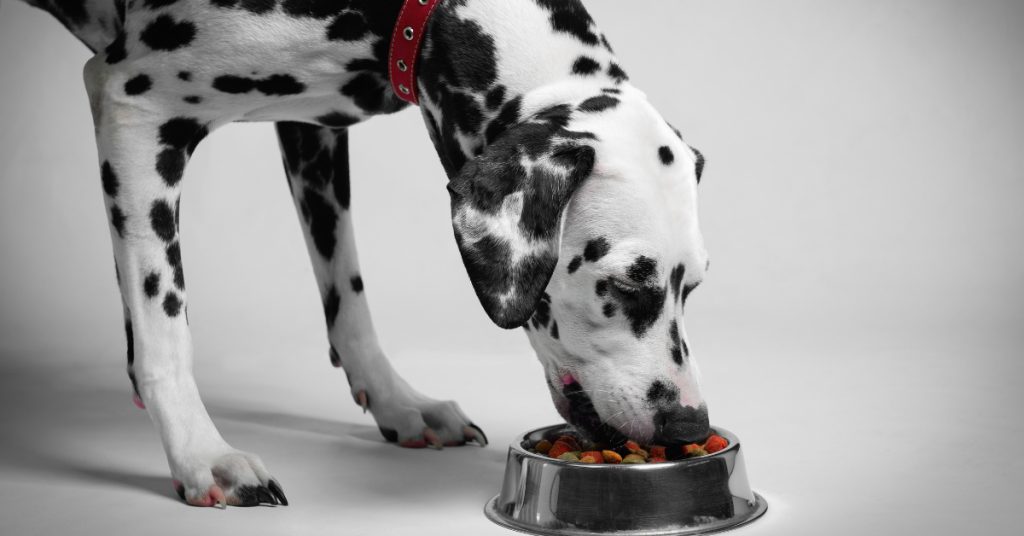 Talking About Dog Food and Everyday Choices