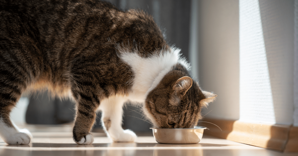 Choosing the Right Cat Food for Every Feline