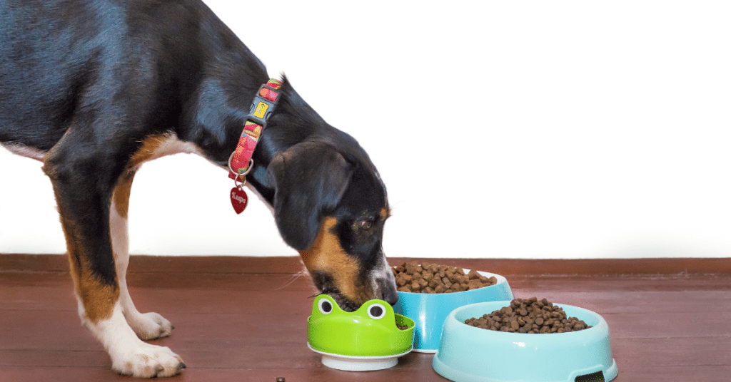 Feeding Your Dog The Right Food