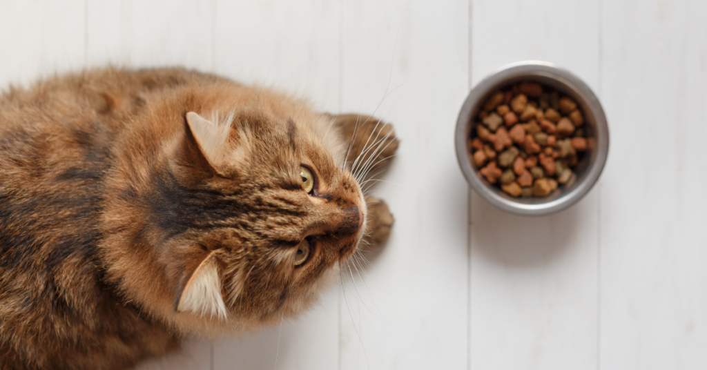 Feeding Cats Properly for Better Health and Happiness