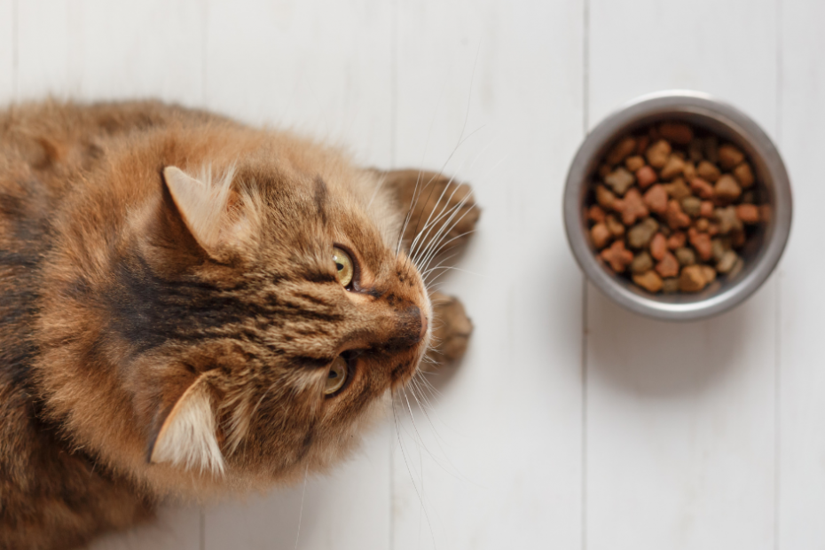 Feeding Cats Properly for Better Health and Happiness