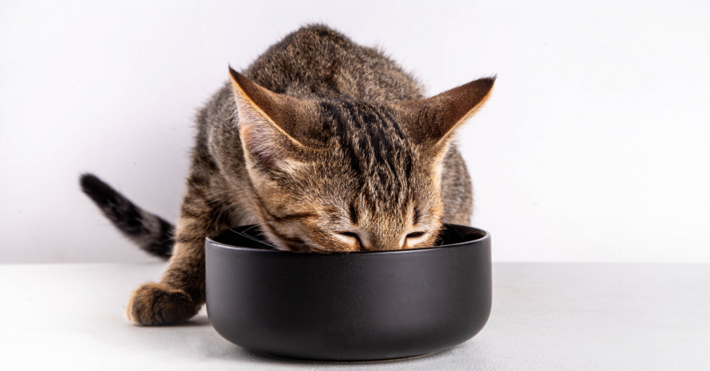 Feeding Cats the Right Way at Home