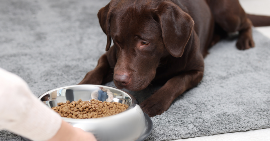 Feeding Dogs the Right Way for Better Health and Energy
