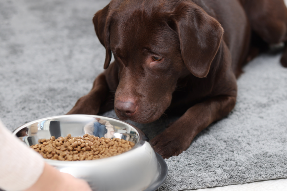 Feeding Dogs the Right Way for Better Health and Energy
