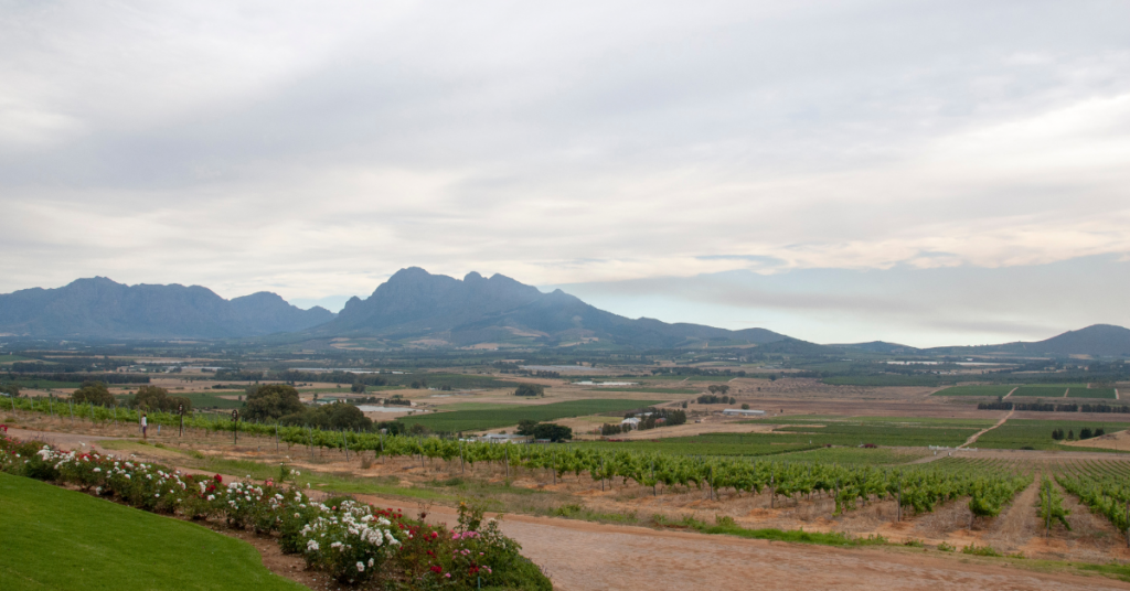 Backlinks Jan Dani ()