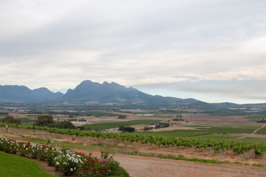 Backlinks Jan Dani ()