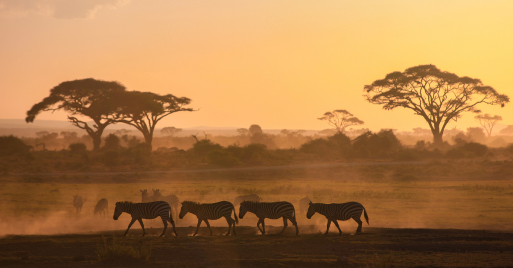 Experiencing Africa While Keeping Kosher What You Need to Know