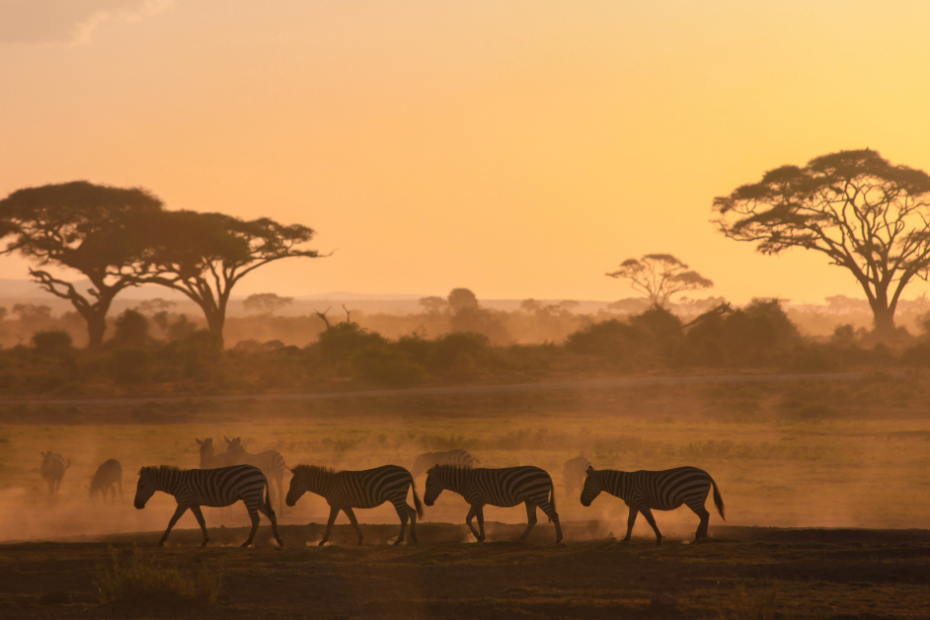 Experiencing Africa While Keeping Kosher What You Need to Know