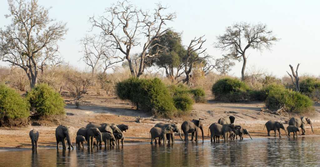 Experiencing Wildlife in Botswana