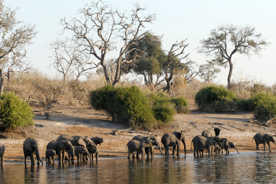 Experiencing Wildlife in Botswana