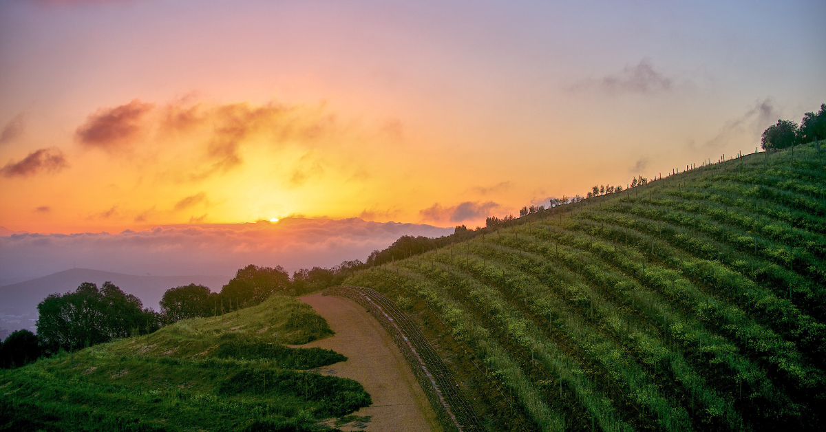 Paarl Property: A Practical Guide to Buying a Home in the Cape Winelands