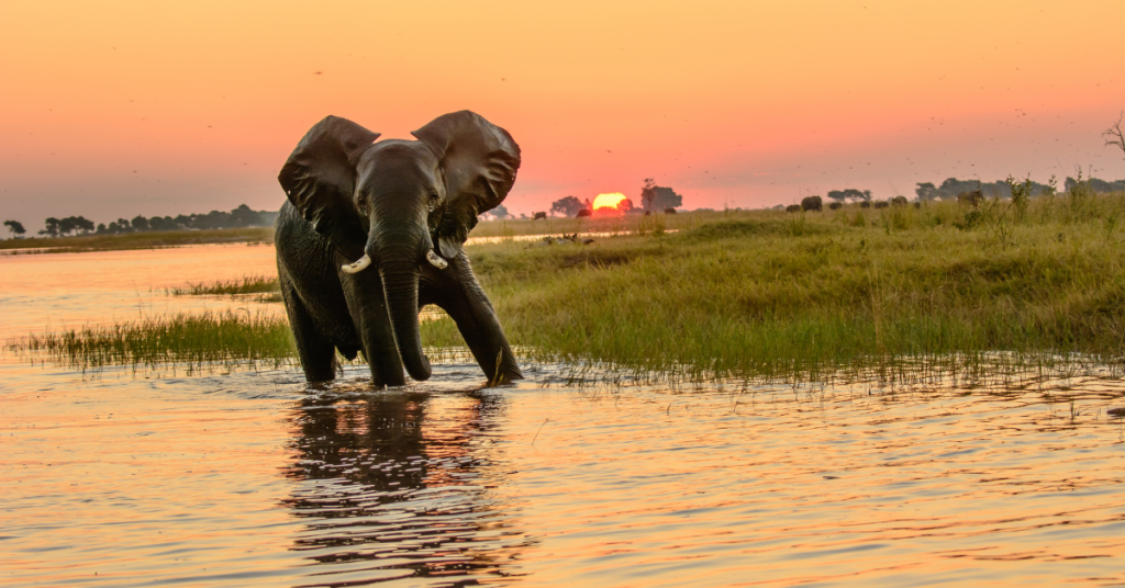 What Makes Botswana One of Africa's Best Safari Destinations