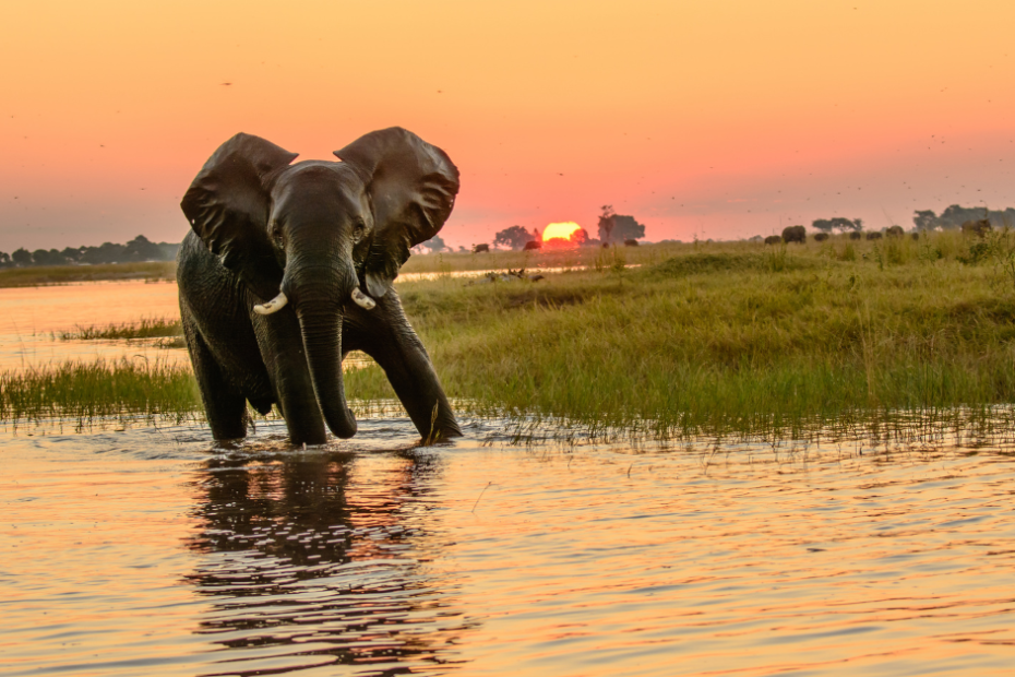 What Makes Botswana One of Africa's Best Safari Destinations